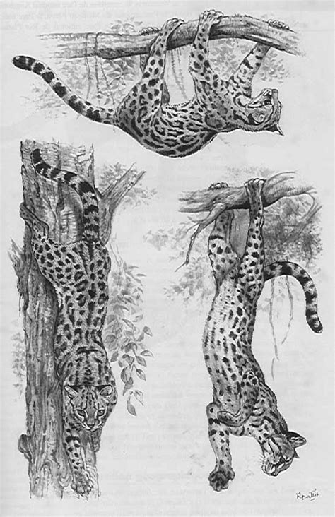 Unique And Unusual Hunting Techniques In Nature The Alluring Margay
