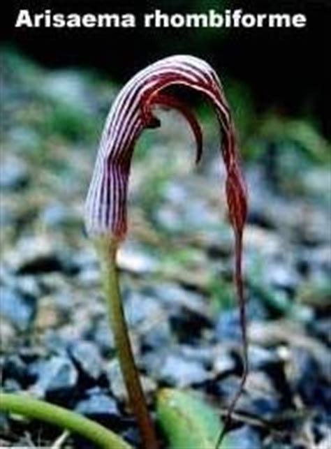 Arisaema is a large and diverse genus of the flowering plant family araceae. PlantFiles Pictures: Chinese Cobra Lily (Arisaema ...
