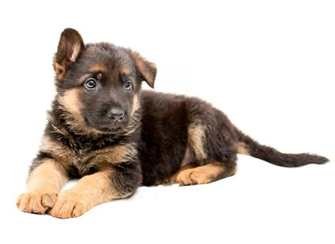 1 German Shepherd Puppies For Sale In Texas