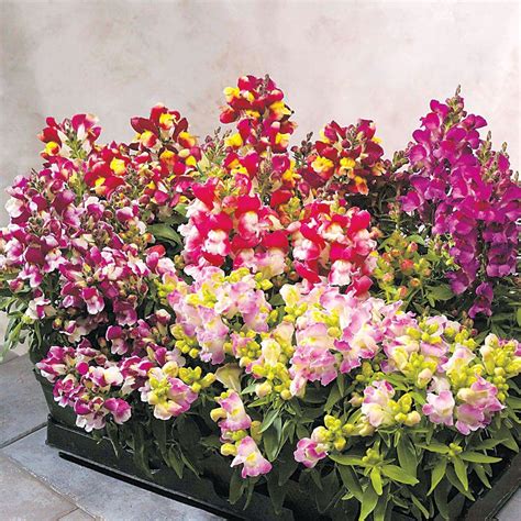 Parkseed.com is tracked by us since april, 2011. Floral Showers Bicolor Mix Snapdragon Seeds | Snapdragons ...
