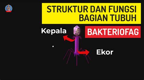Struktur Dan Fungsi Bagian Bagian Tubuh Bakteriofag YouTube