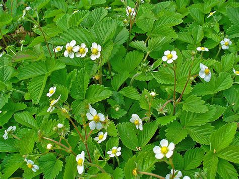 Wild Strawberry Plant Profile Sylvan Gardens Landscape Contractors