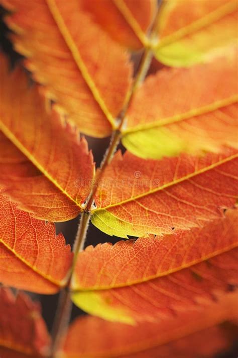 Autumn Leaf Stock Photo Image Of Autumn Natural Closeup 19884022