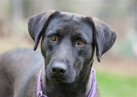 Some of our past pups are featured on our testimonials page with kind words shared from their owners. Charlotte | Dogs, Labrador, Retriever