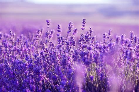 Chi Tiết Hơn 74 Về Hình Nền Hoa Lavender Vn