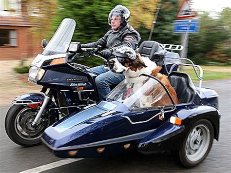 To steer right, open the throttle. It's Tuesday and Time for Some Motor Mutts! - 4Ever2Wheels ...