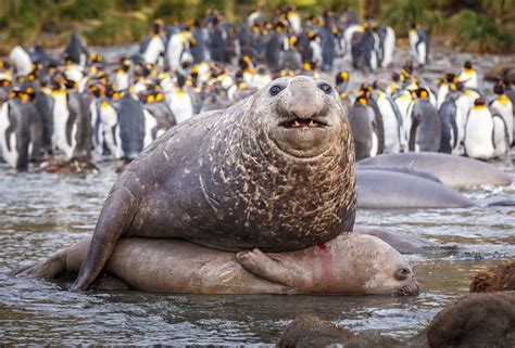 A Four Tonne Southern Elephant Seal Mating With One Lucky Mate From His Harem Of One Hundred