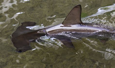 Baby Hammerhead Shark Fiatlux Flickr