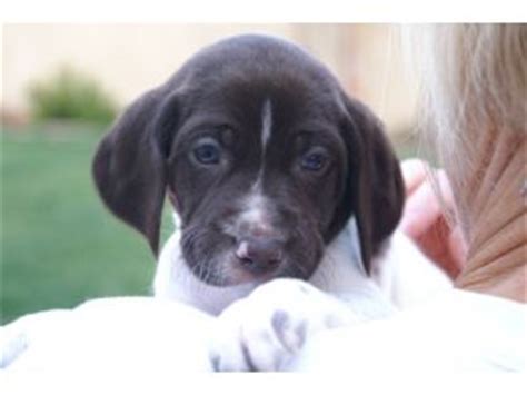 Taken into account are the puppy's breed, the breeder's experience. German Shorthaired Pointer Puppies in California