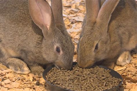 La filière lapin péi recrute des éleveurs