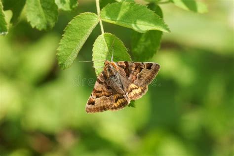 A Pretty Burnet Companion Moth Euclidia Glyphica Perching On A Leaf