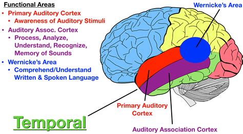 Lobes Of The Brain Cerebral Cortex Anatomy Function Labeled Diagram