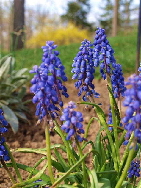 Once you spot these blooms, you'll know it's soon time to get back to work in your garden! Early Spring Flowers | Grape hyacinth. Growing along the ...