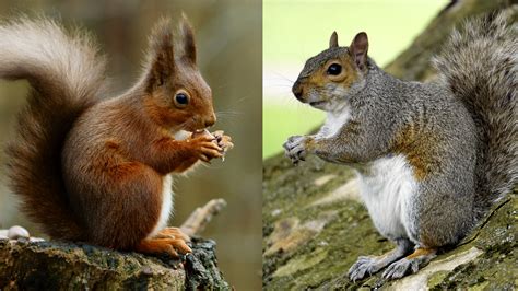 Problem Solving Abilities Help Explain The Grey Squirrels Success