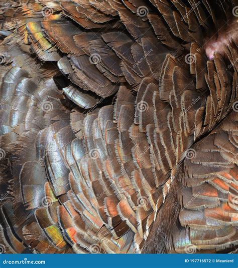 The Wild Turkey Feathers Stock Photo Image Of Holiday 197716572