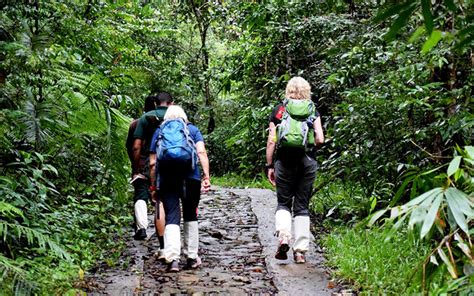 Sinharaja Rain Forest Trekking Trips Trekking Trips In Sinharaja Rain