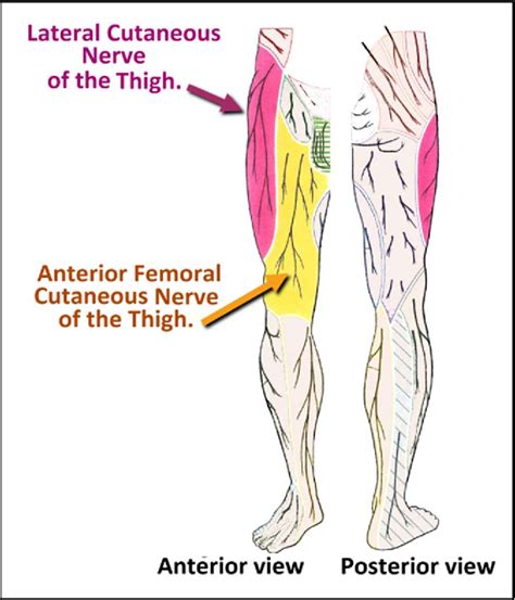 Lateral Femoral Cutaneous Nerve Dermatome Porn Sex Picture