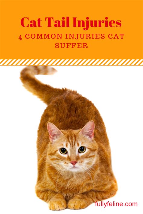 Cat Tail Injuries Do Happen Find Out More About Common Injuries And