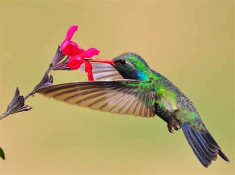 Hummingbird Habitats Hummingbirds Plus