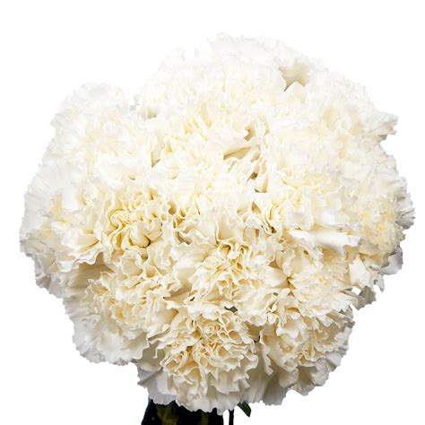 100 Stems Of White Carnations Beautiful Fresh Cut Flowers Express