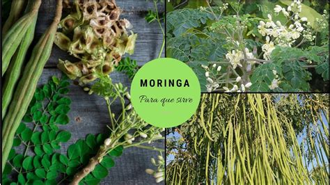 La Moringa Arbol De La Vida Beneficios Y Propiedades Youtube