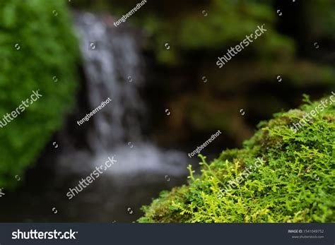 Beautiful Bright Green Moss Grown Up Cover The Rough Stones And On The
