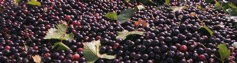 Muscadine grapes are a delicious and relatively common varietal of grapes that boast of a surprising number of health benefits. Florida Muscadine Grapes - UF/IFAS Extension Osceola County