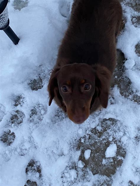 Dachshund Thru The Snow Rdachshund