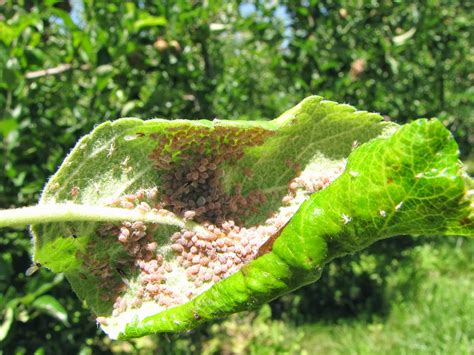 In the rest of this post, i'll share some characteristics, pictures and ways to get rid of them. The Fruit Growing Expert: Apples pests and diseases identifyer
