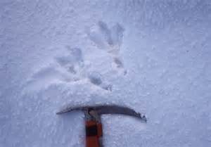 Eagles Footprints In Snow © Jim Barton Geograph Britain And Ireland