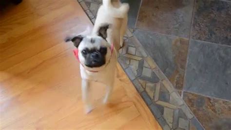 Puppy Pug Galloping Like A Horse Youtube