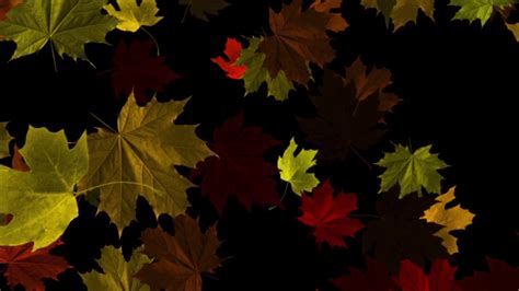 Autumn Leaves Falling Motion Background Animation Loop Royalty Free