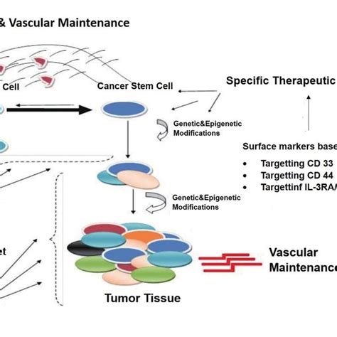 New Therapeutic Impact Areas In Cancer Stem Cell Theory This Figure