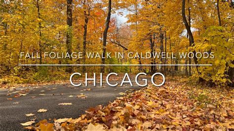 4k Downtown Chicago Il Us Fall Foliage Walk In Caldwell Woods