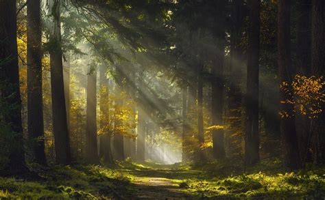 583771 Forest Fall Sunbeams Mist Trees Netherlands Sun Rays Path