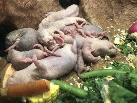 4 Pups Born To Mole Rate Queen Thriving Zoo Says