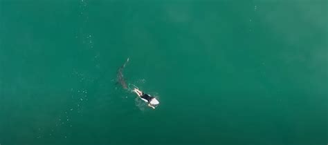 great white shark comes within inches of unsuspecting surfer in chilling drone footage