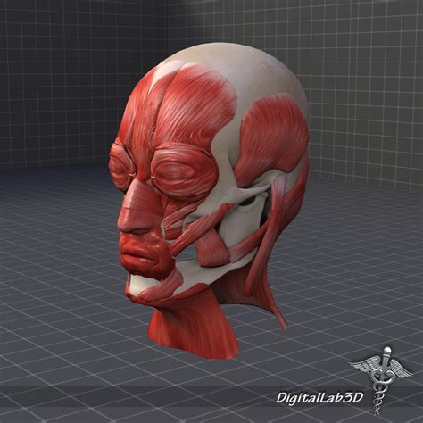 Human Facial Muscle Structure 3ds