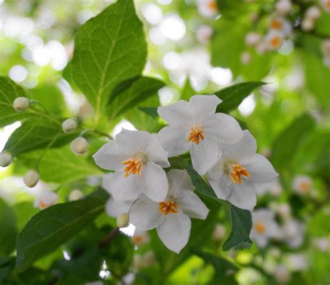 Flowering Styrax Japonicus The Japanese Snowbell Tree With Small White