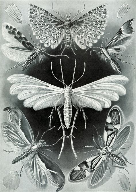Art Forms In Nature Plate 58 Tineida By Ernst Haeckel