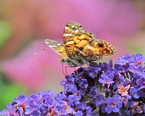 American Lady In Purple And Pink Several Butterflies Showed Flickr