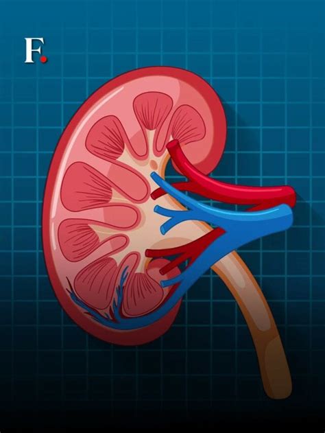 10 Common Habits That Can Damage Your Kidney