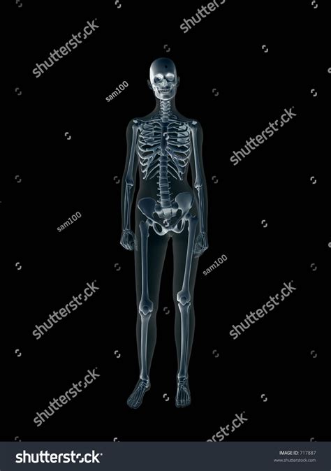 The human body is the structure of a human being. Anatomically Correct Xray Xray Human Female Stock Illustration 717887 - Shutterstock