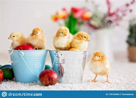 Cute Little Newborn Chicks In A Bucket And Easter Eggs Stock Photo