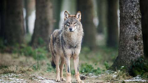 Südliches Waldviertel Die Jagd Auf Den „bösen Wolf NÖnat