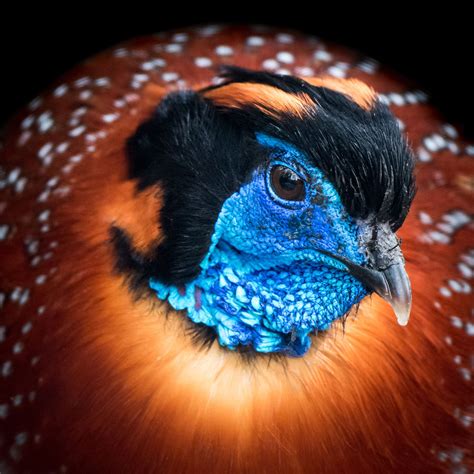 Temminck's Tragopan | Pet birds, Nature birds, Unique animals