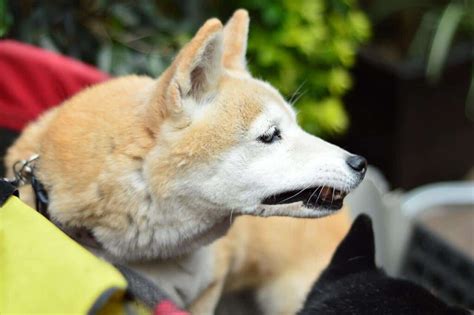 Do Shiba Inus Shed A Lot What To Expect And Do Best Smart Shiba