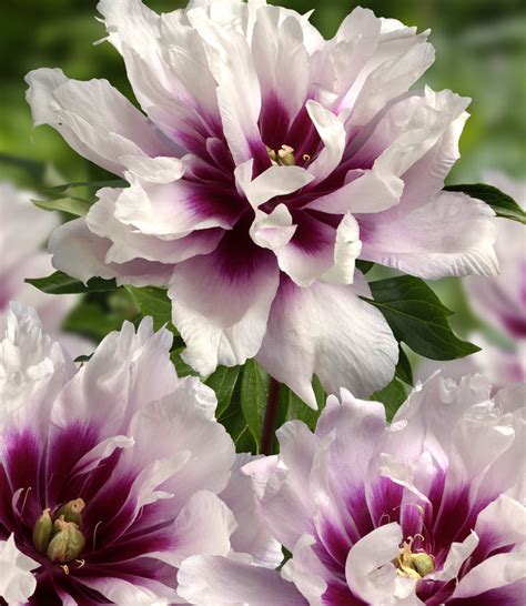 Peony Roots Itoh Cora Louise Unique Purple Flame Tulip Store