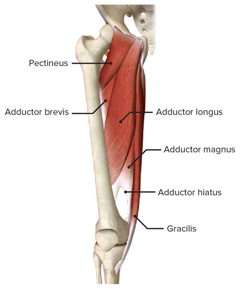 Hip Adductor Muscles Anatomy Porn Sex Picture