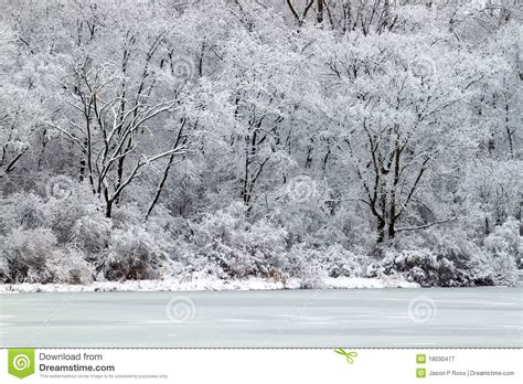 Pierce Lake Snowfall Illinois Stock Image Image Of Conifer